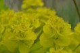 /album/fotogalerij/heemtuin07-05-14-060-jpg/